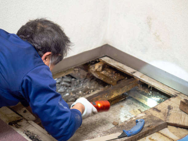 Best Same-Day Mold Removal  in Edcouch, TX