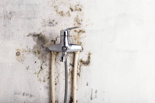 Best Office Mold Removal Services  in Edcouch, TX