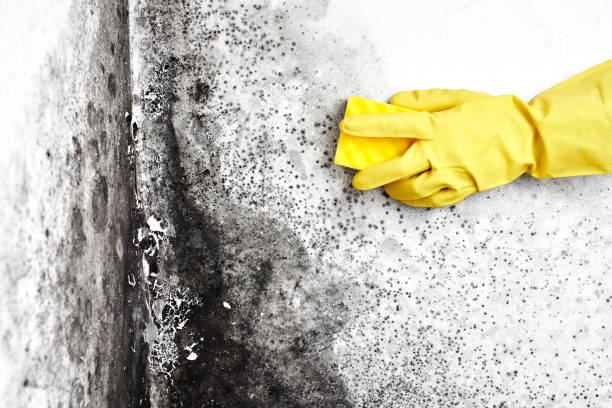Best Toxic Mold Removal  in Edcouch, TX