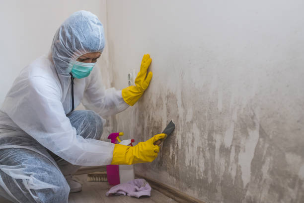 Mold Testing and Removal in Edcouch, TX