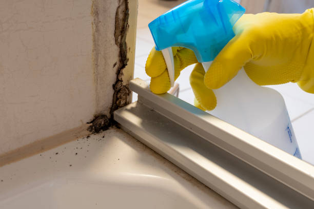 Best Mold Remediation  in Edcouch, TX