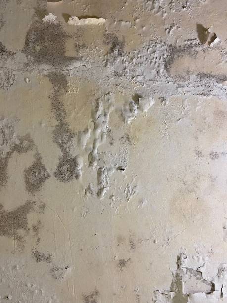 Best Toxic Mold Removal  in Edcouch, TX
