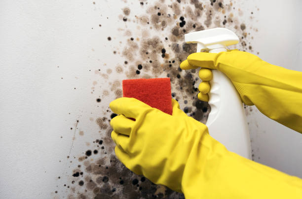 Best Best Mold Removal Companies  in Edcouch, TX