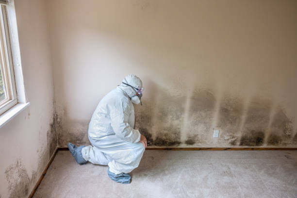 Best Black Mold Removal  in Edcouch, TX
