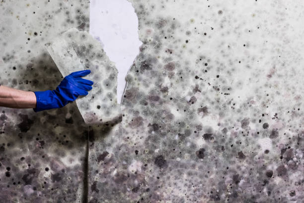 Best Best Mold Removal Companies  in Edcouch, TX